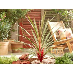 Kordylína austrálska (Cordyline Australis) ´MAGIC STAR®´ - výška 40-60 cm, kont. C5L (-12°C)